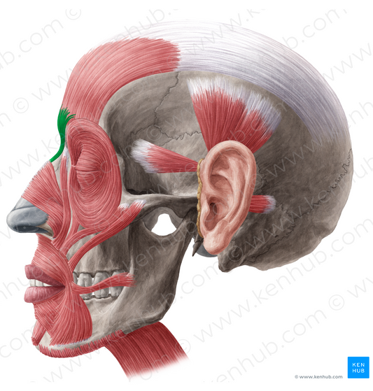 Procerus muscle (#5770)