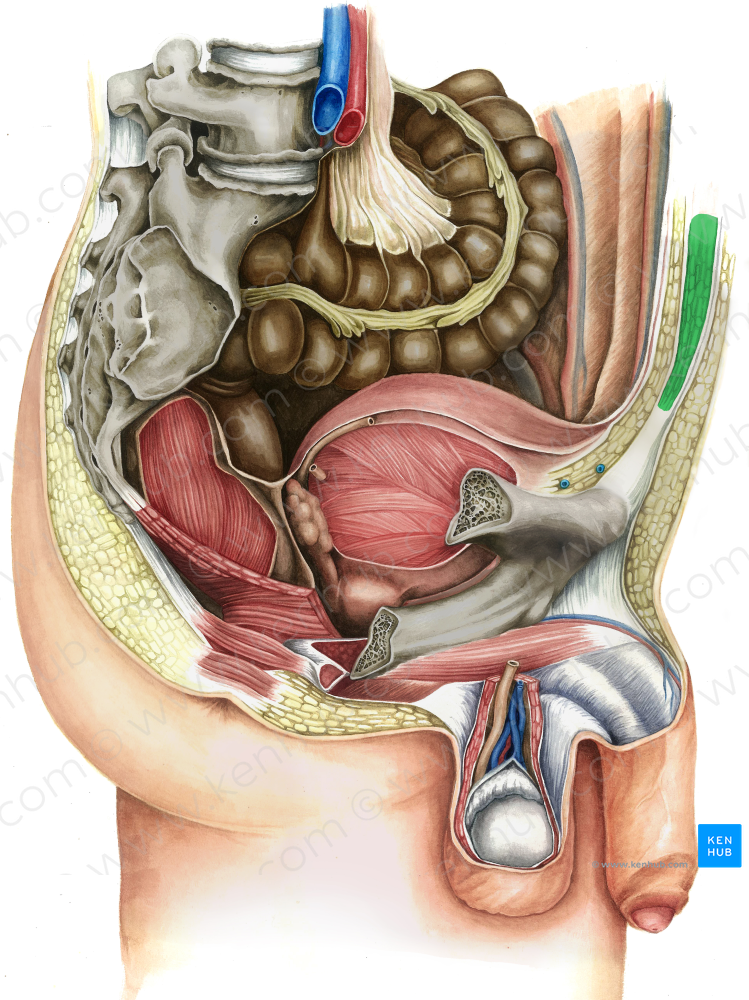 Rectus abdominis muscle (#5829)