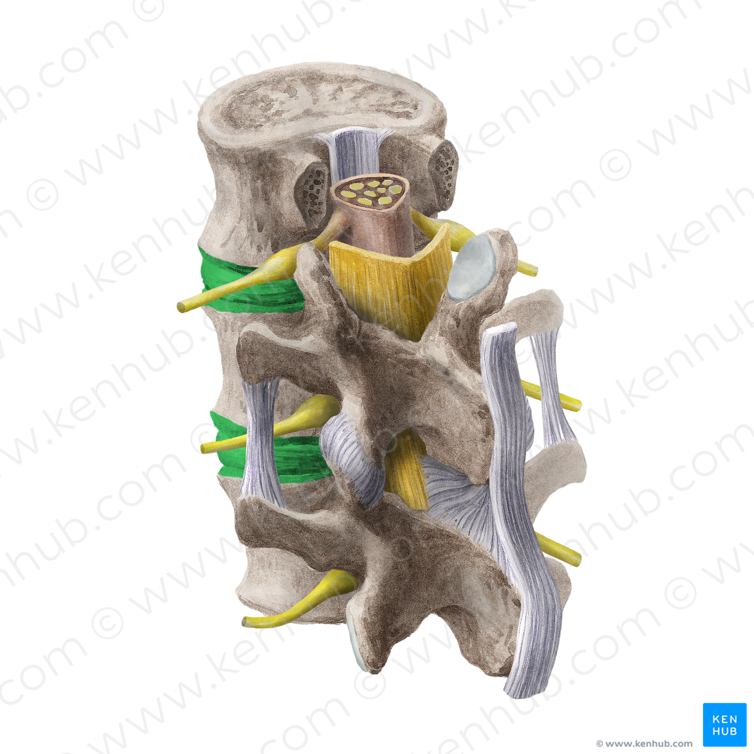 Intervertebral symphysis (#20202)