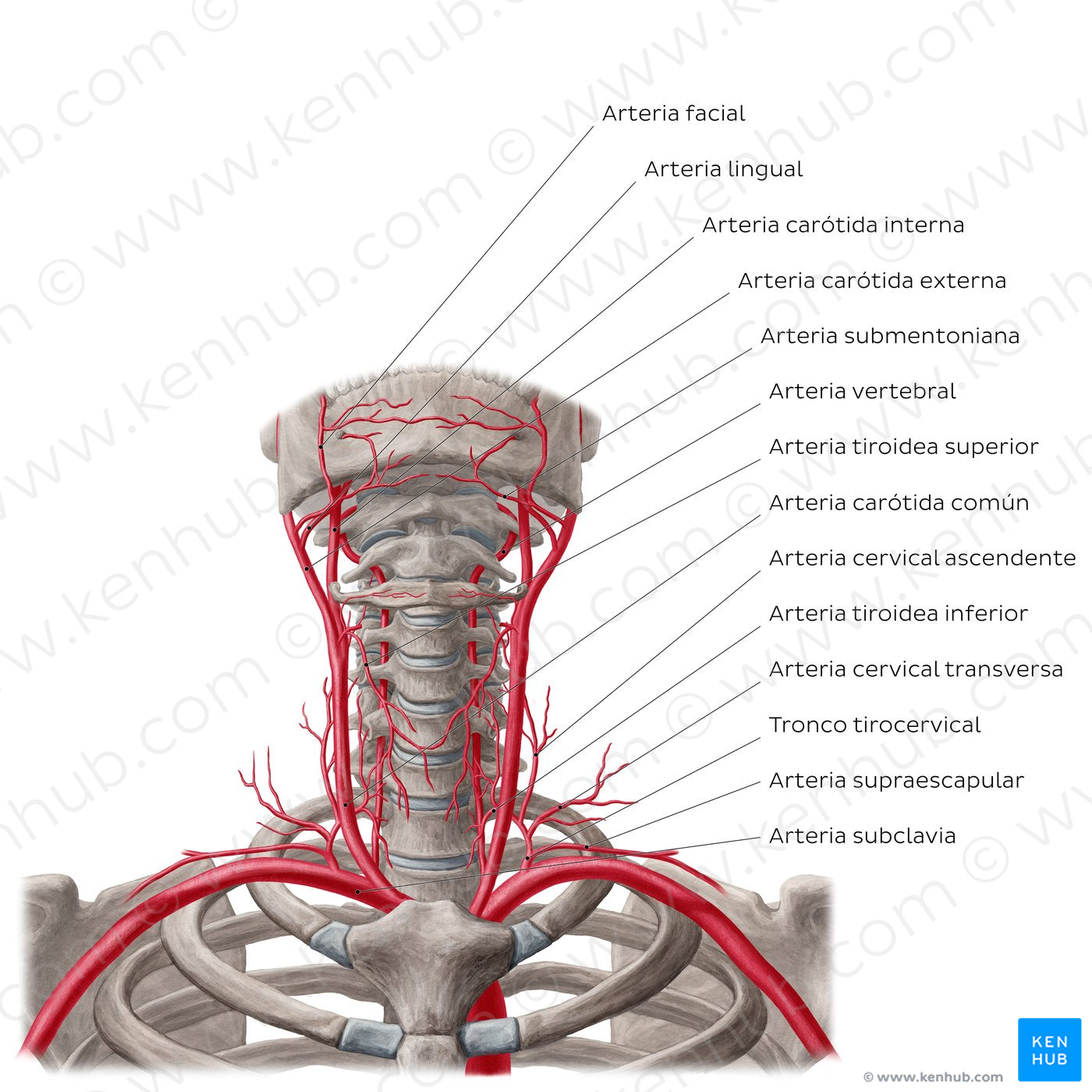Arteries of the neck (Spanish)