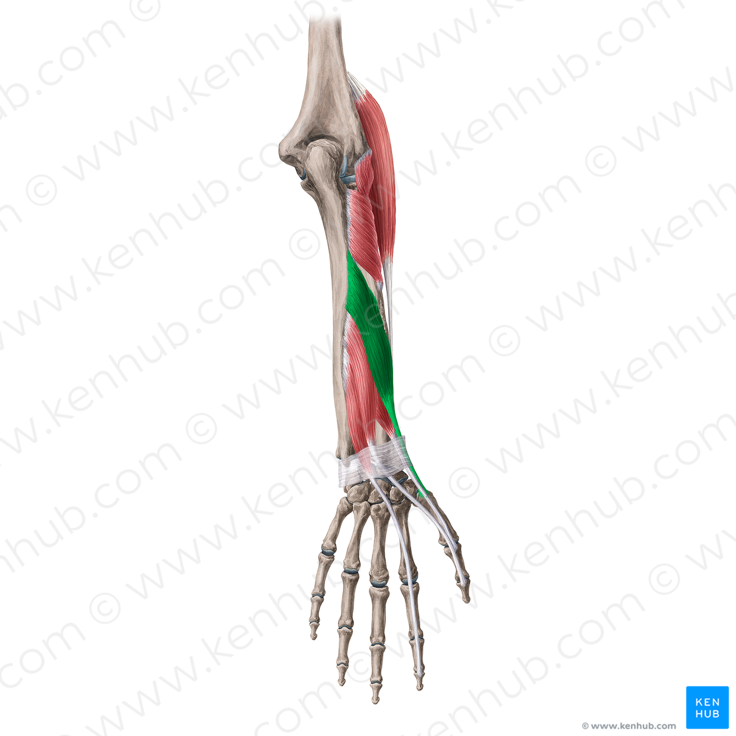 Abductor pollicis longus muscle (#20066)