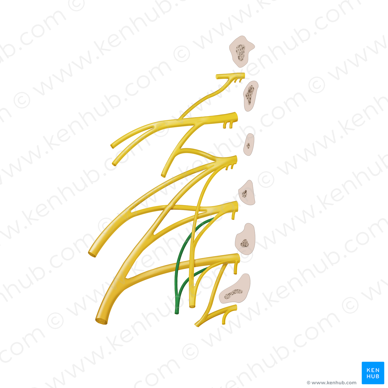 Accessory obturator nerve (#12887)