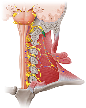 Inferior ganglion of vagus nerve (#3979)