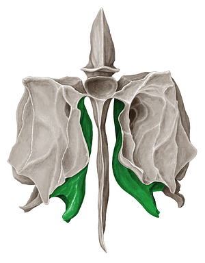 Middle nasal concha of ethmoid bone (#2803)