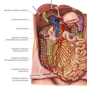 Lymph nodes of the small intestine (Spanish)