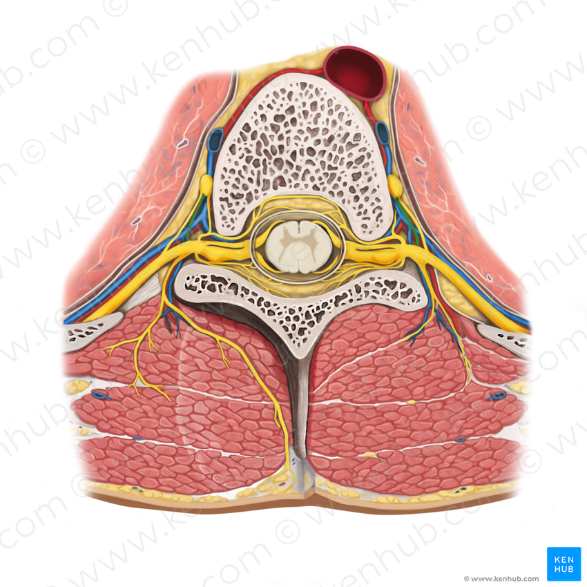 Gray ramus communicans of spinal nerve (#8634)