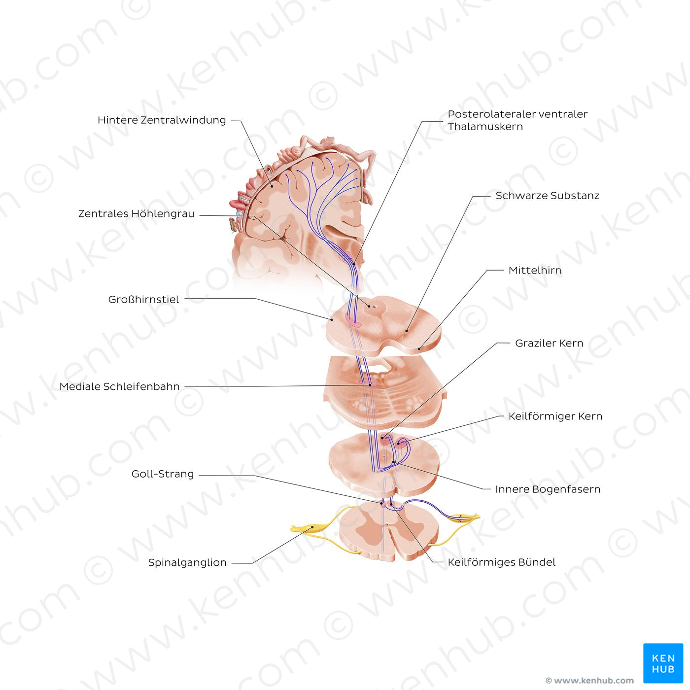 Posterior column-medial lemniscus pathway (PCML) (German)