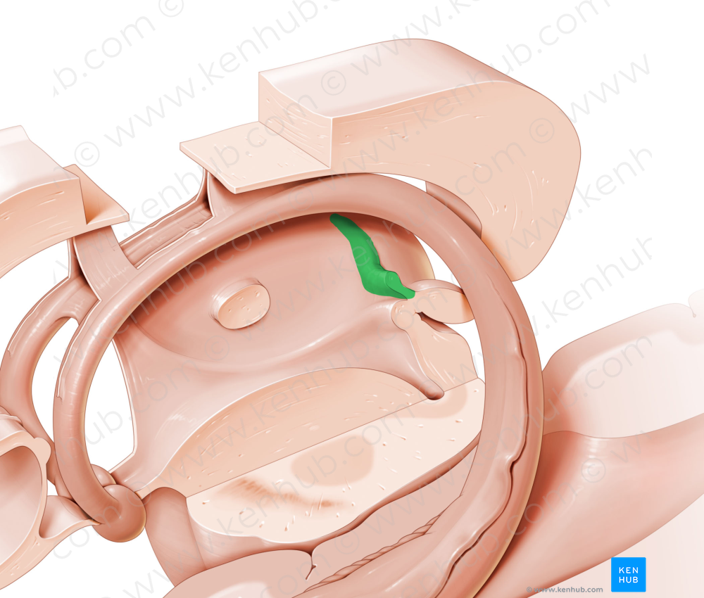 Stria medullaris of thalamus (#9187)