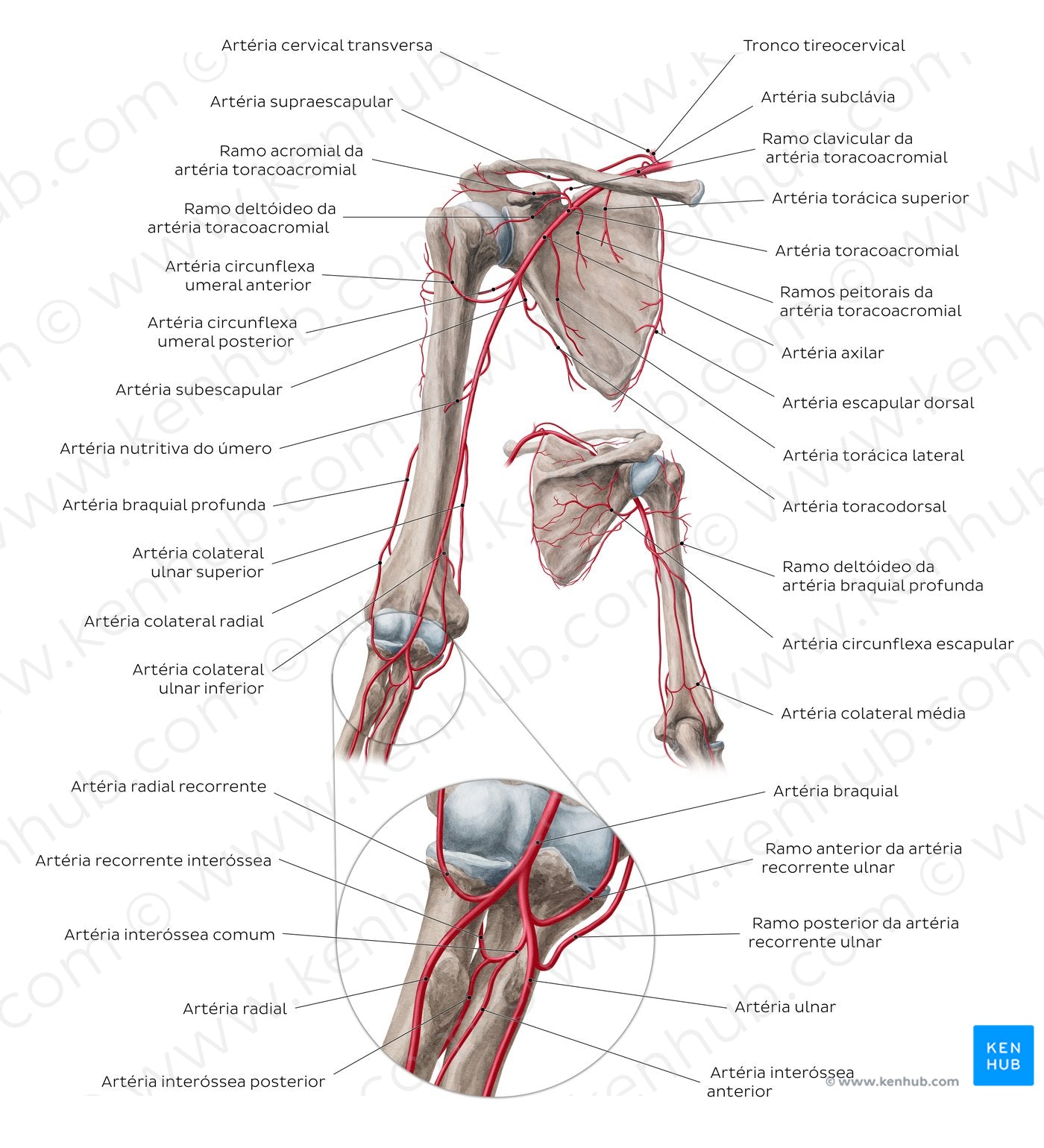 Brachial artery and its branches (Portuguese)