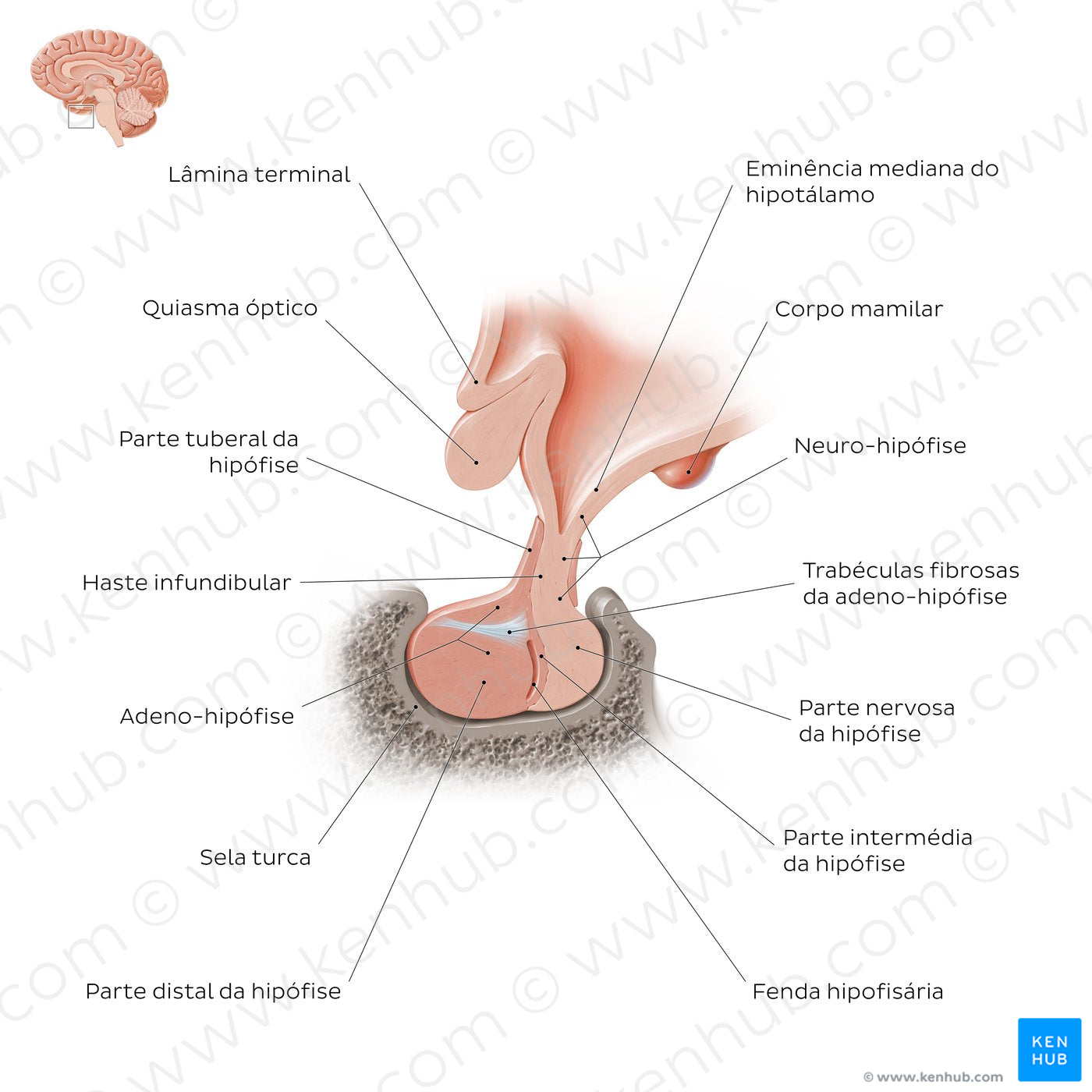 Pituitary gland (Portuguese)