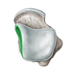 Medial malleolar facet of talus (#3513)