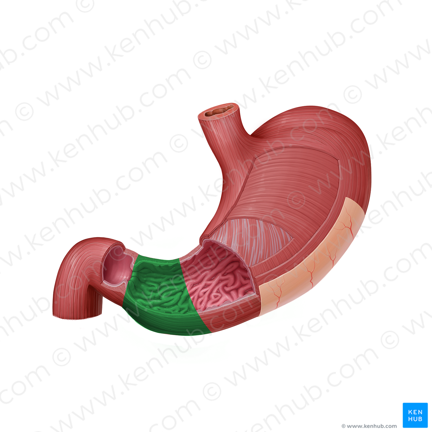 Pyloric part of stomach (#19999)