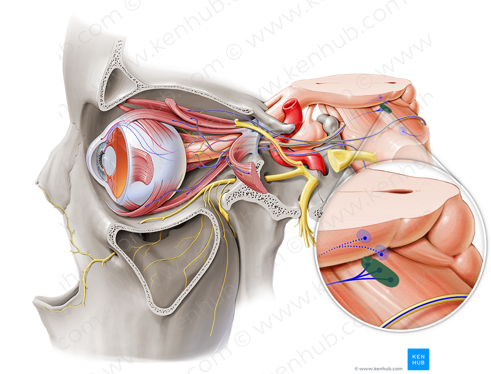 Nucleus of oculomotor nerve (#7231)