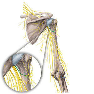 Axillary nerve (#21782)