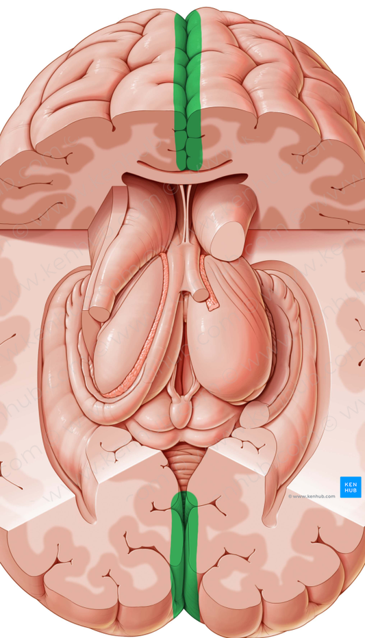 Longitudinal cerebral fissure (#3664)