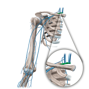 Subclavian vein (#10594)