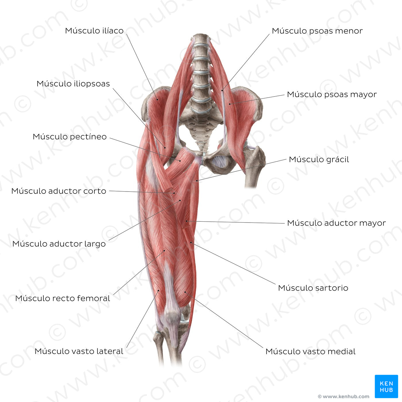 Muscles of the hip and thigh (Anterior view) (Spanish)