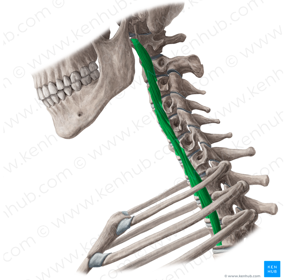Longus colli muscle (#5592)