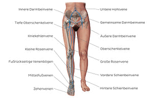 Main veins of the lower limb (German)