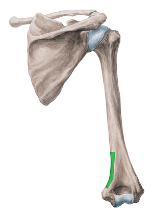 Medial supracondylar ridge of humerus (#3135)