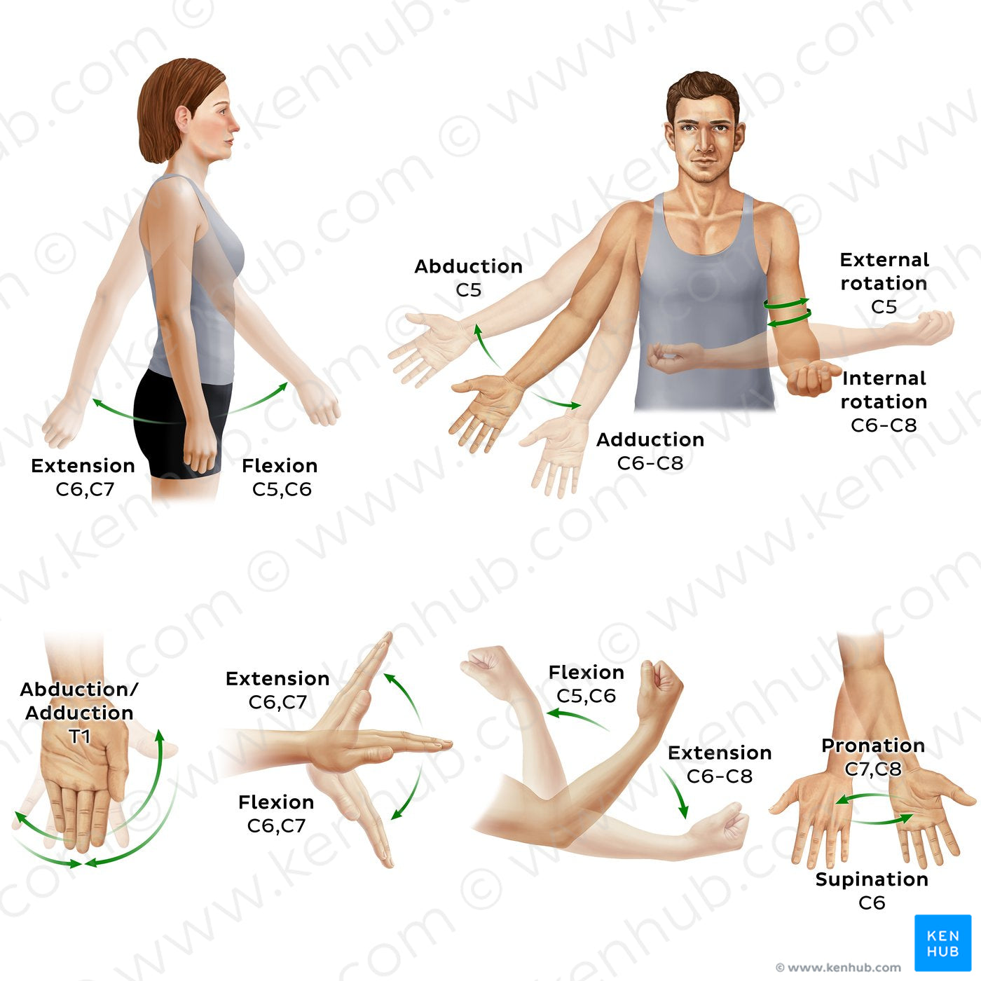 Myotomes of the upper limb (English)