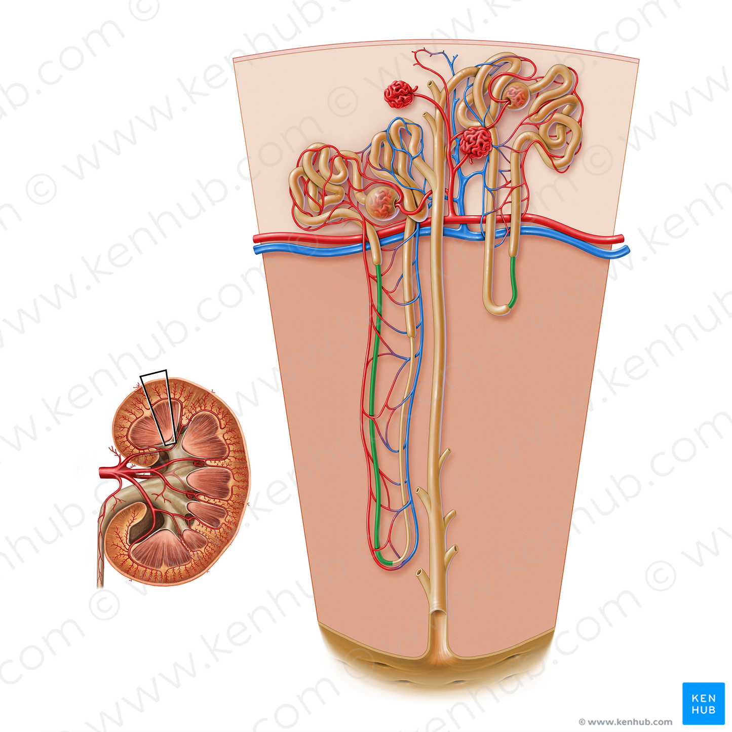 Descending thin limb of nephron loop (#17187)