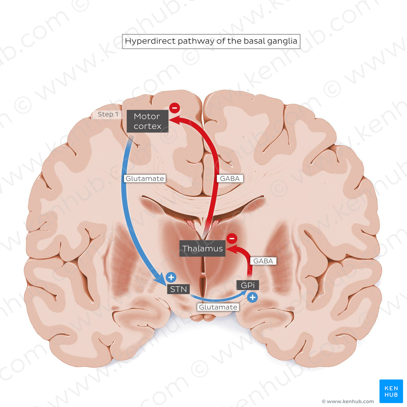 Hyperdirect pathway of the basal ganglia (English)