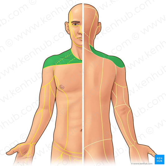 Supraclavicular nerves (#21904)