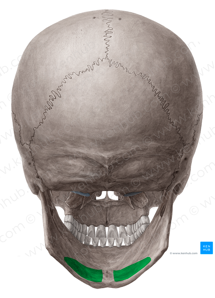 Submandibular fossa of mandible (#3888)