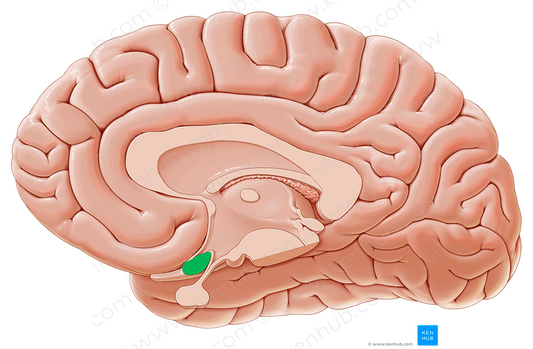 Optic chiasm (#2592)