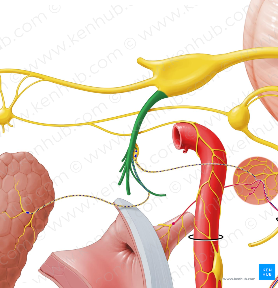 Mandibular nerve (#6539)