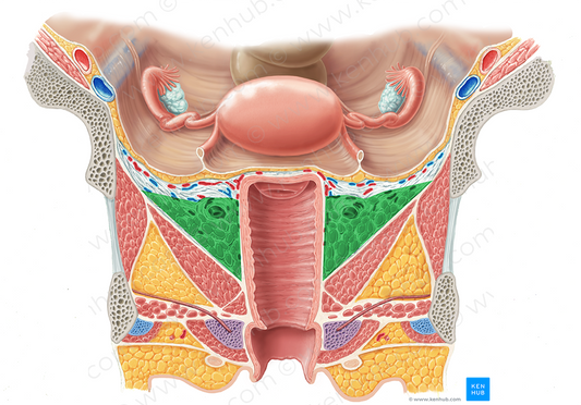 Paracolpium (#7646)