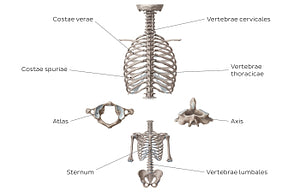 Main bones of the trunk (Latin)