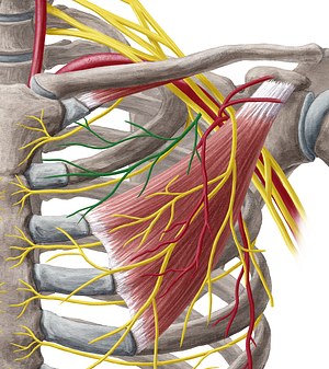 Medial pectoral nerve (#6653)
