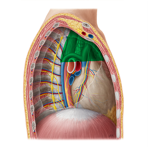 Superior mediastinum (#16203)