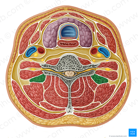 Scalenus posterior muscle (#17313)