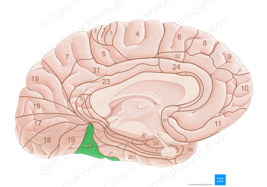 Brodmann area 37 (#18045)