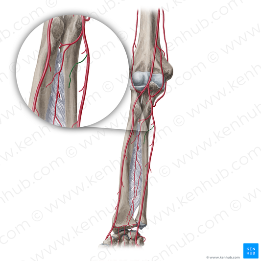 Nutrient artery of ulna (#20376)