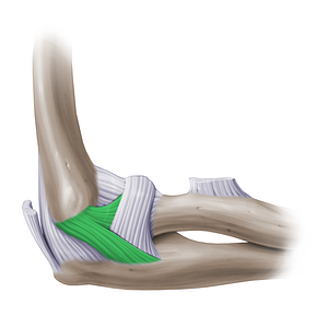 Radial collateral ligament of elbow joint (#14158)