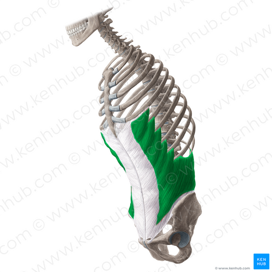 External abdominal oblique muscle (#5636)