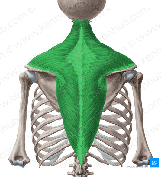 Trapezius muscle (#6147)