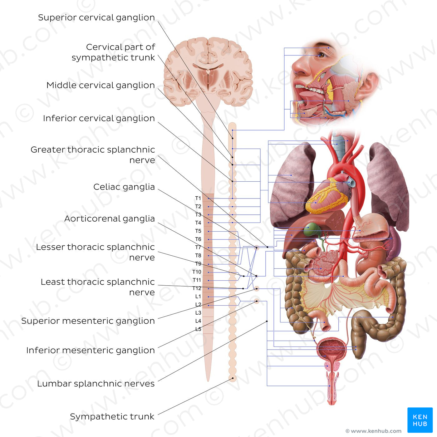 Autonomic nervous system - sympathetic nervous system (English)