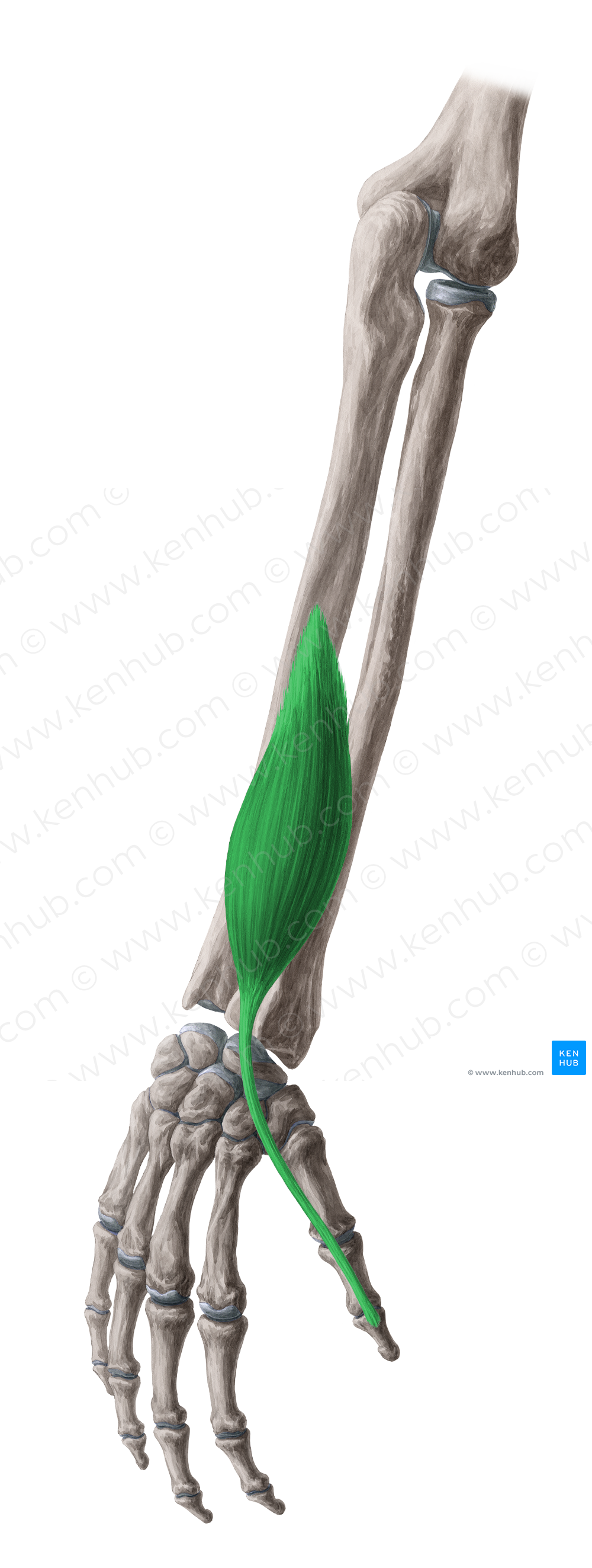 Extensor pollicis longus muscle (#5343)