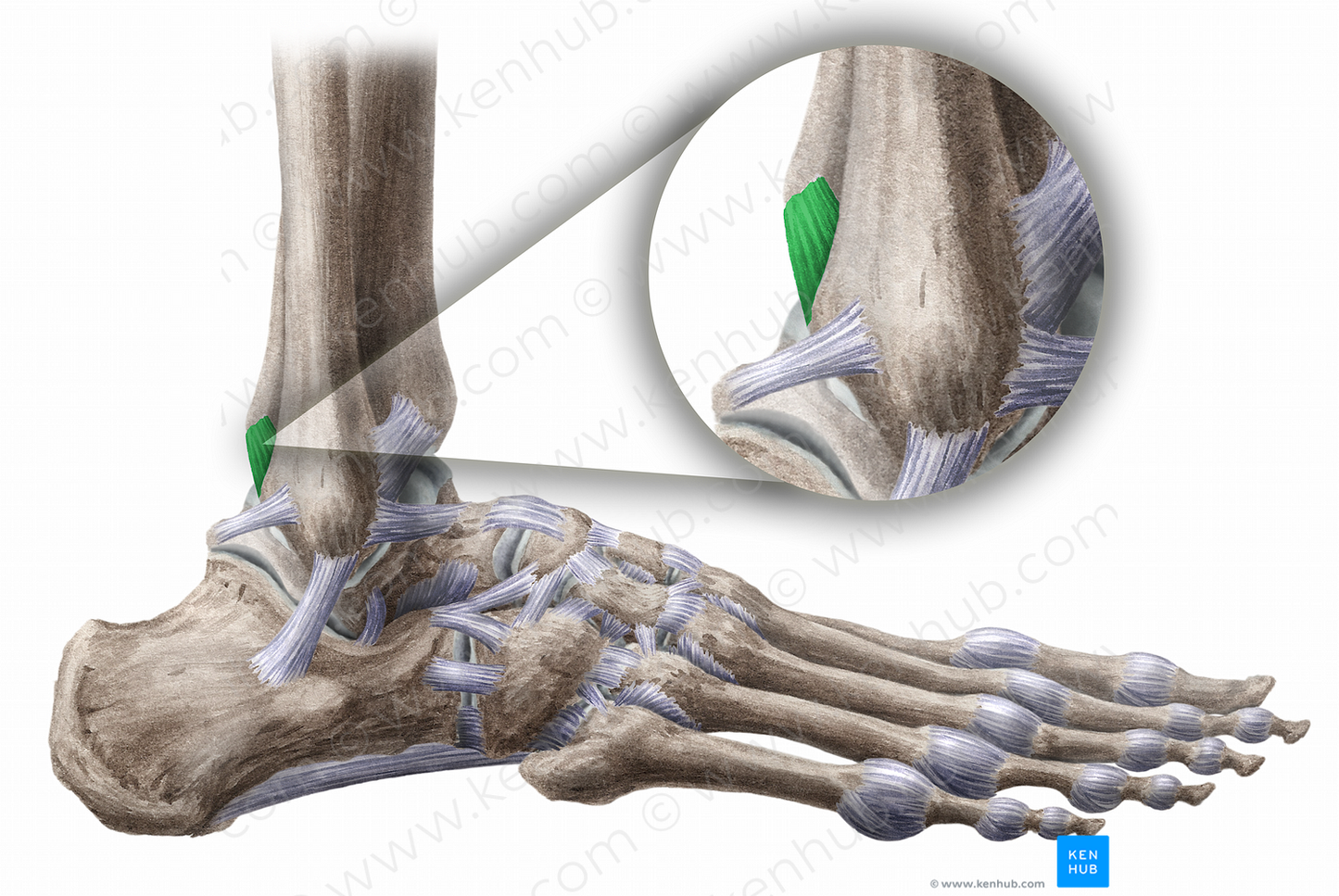 Posterior tibiofibular ligament (#11485)