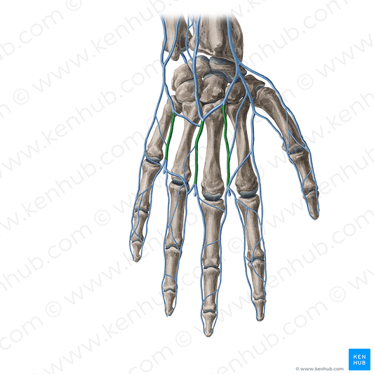 Dorsal metacarpal veins (#20388)