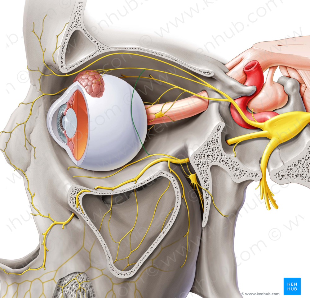 Communicating branch of zygomatic nerve to lacrimal nerve (#8645)