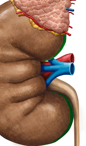 Medial border of kidney (#4938)