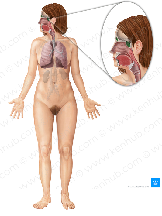 Paranasal sinuses (#9026)