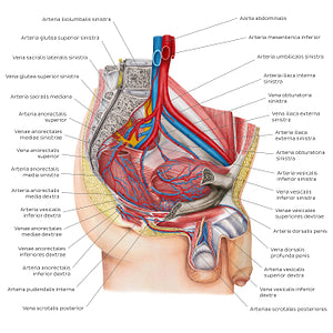 Blood supply of the male pelvis (Latin)