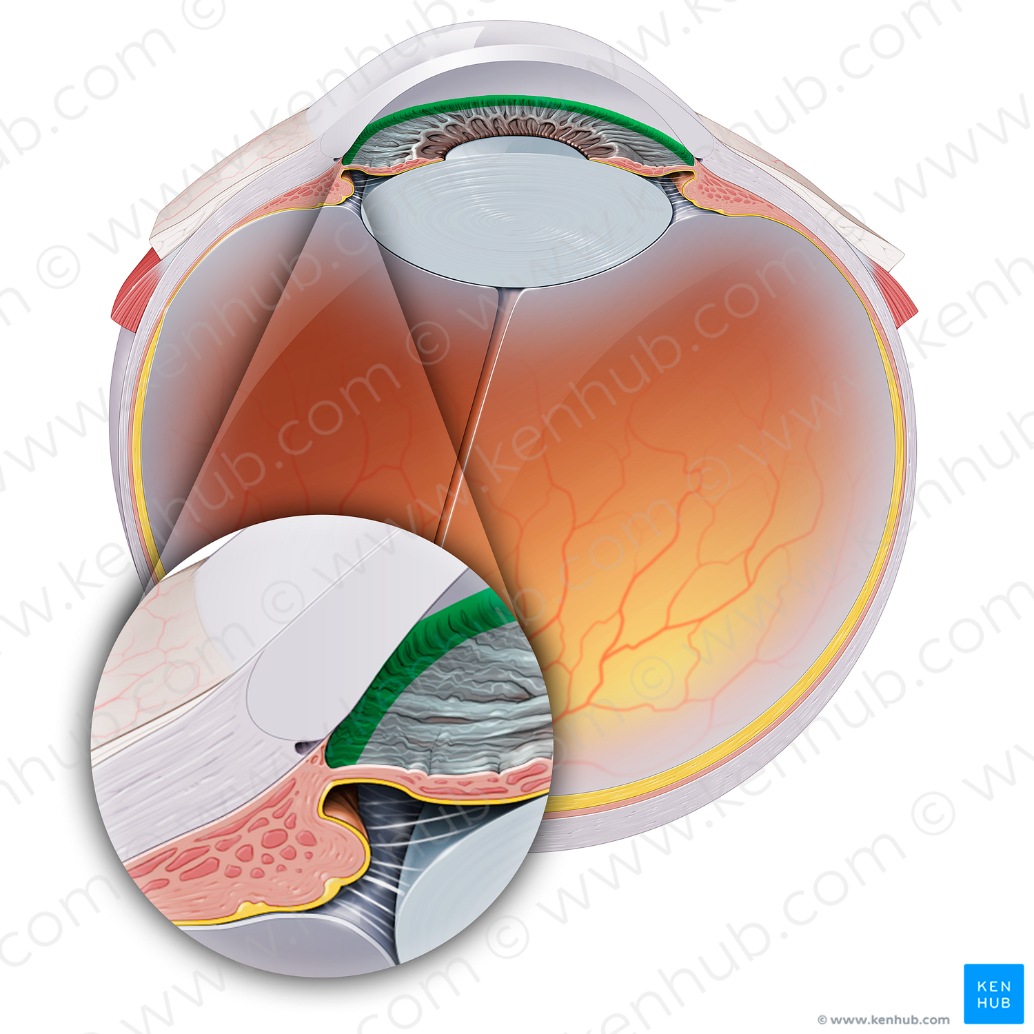 Iridocorneal angle (#20163)